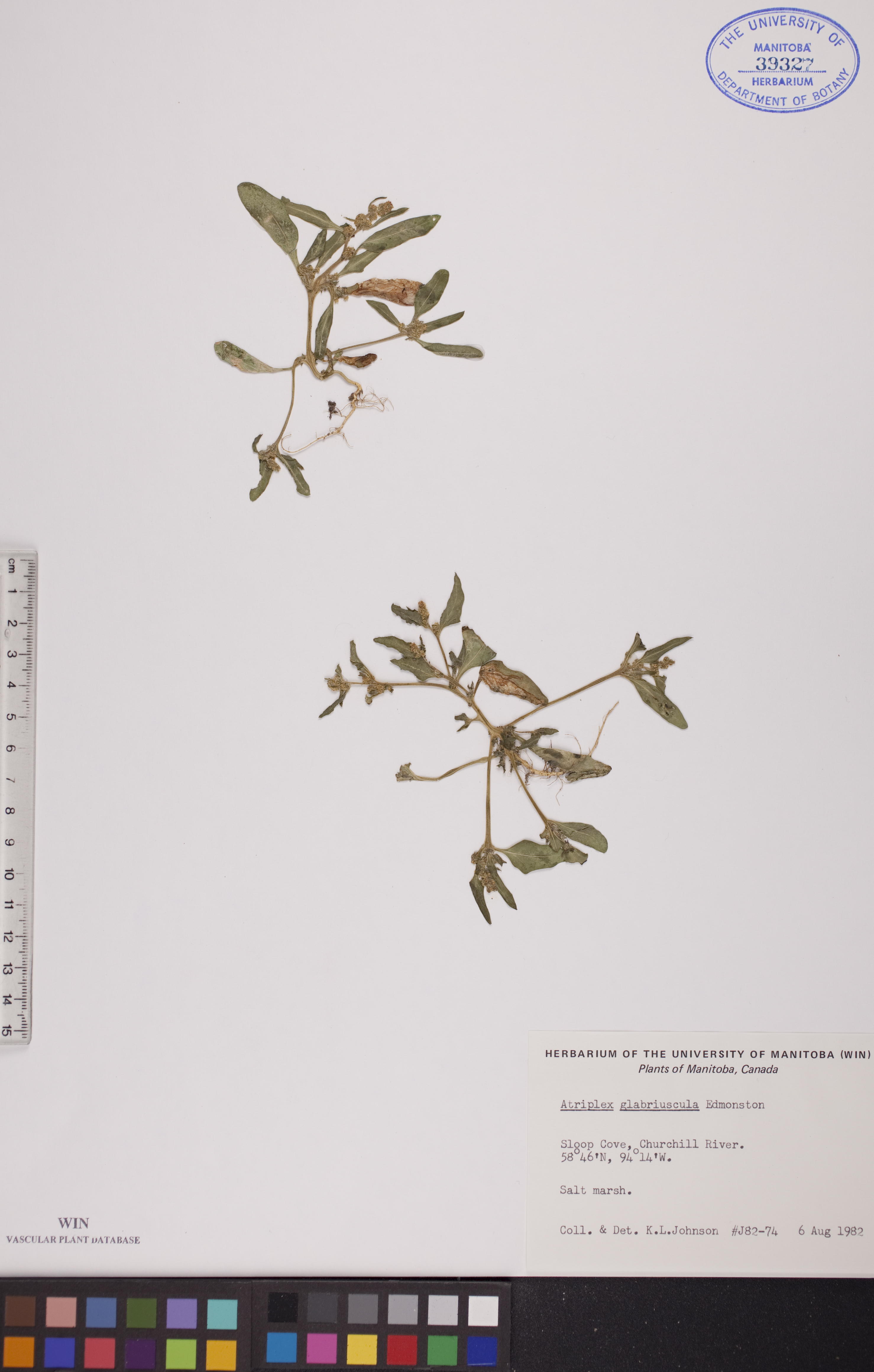 Atriplex glabriuscula image
